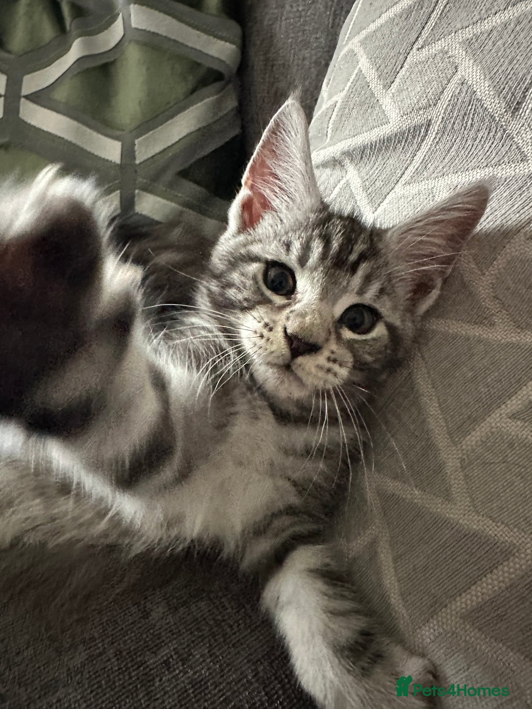 Maine Coon cats for sale: Maine Coon X - Image 4