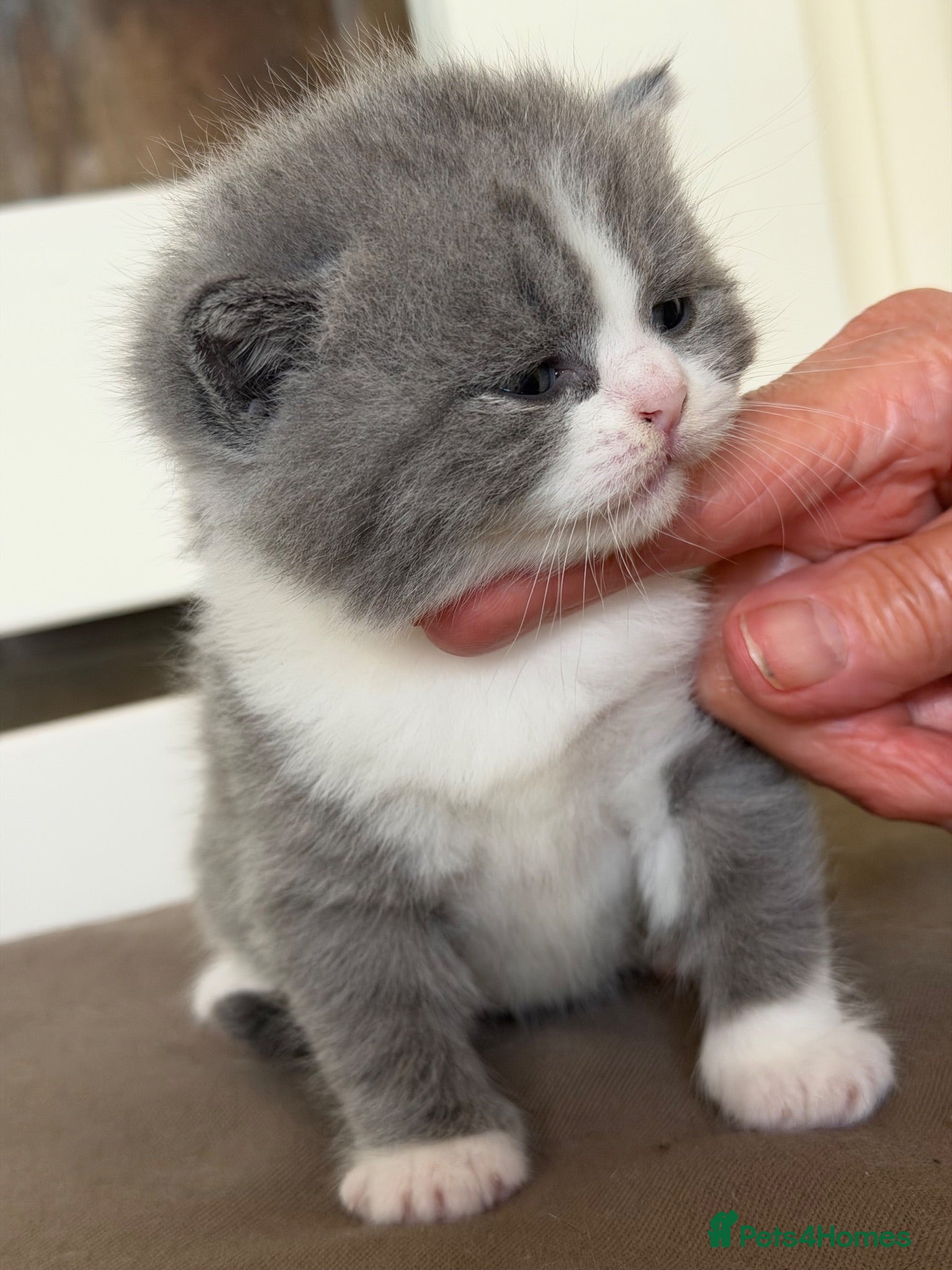 British Shorthair cats BSH Blue & White Boys , Lilac & White Girl - Advert 2