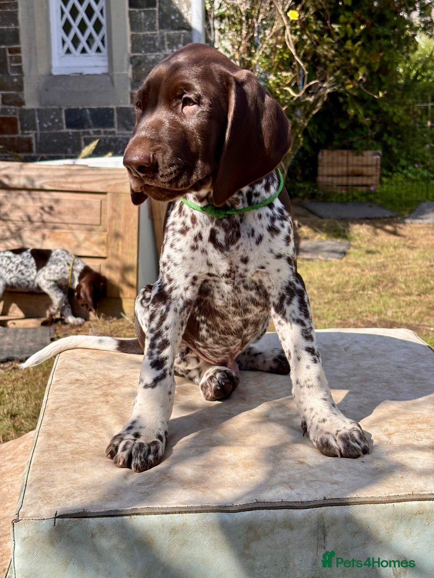 German Shorthaired Pointer dogs Stunning GSP Puppies 🏆 Champion Bloodlines - Advert 2