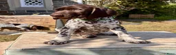 German Shorthaired Pointer dogs for sale: Healthy,Happy KC Registered GSP pups.  - Advert 21