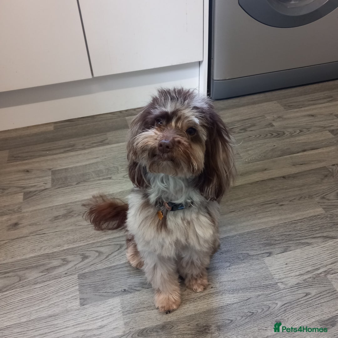 Cockapoo dogs for sale: cockapoo puppies  - Advert 3