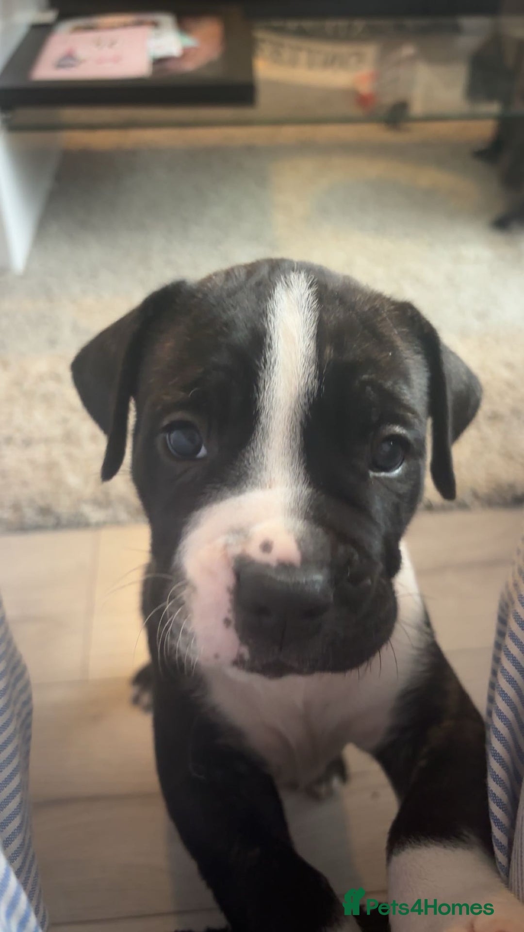 Cane Corso dogs for sale: Cane corso puppies - Image 1