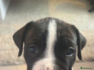 Cane Corso dogs - Advert 12