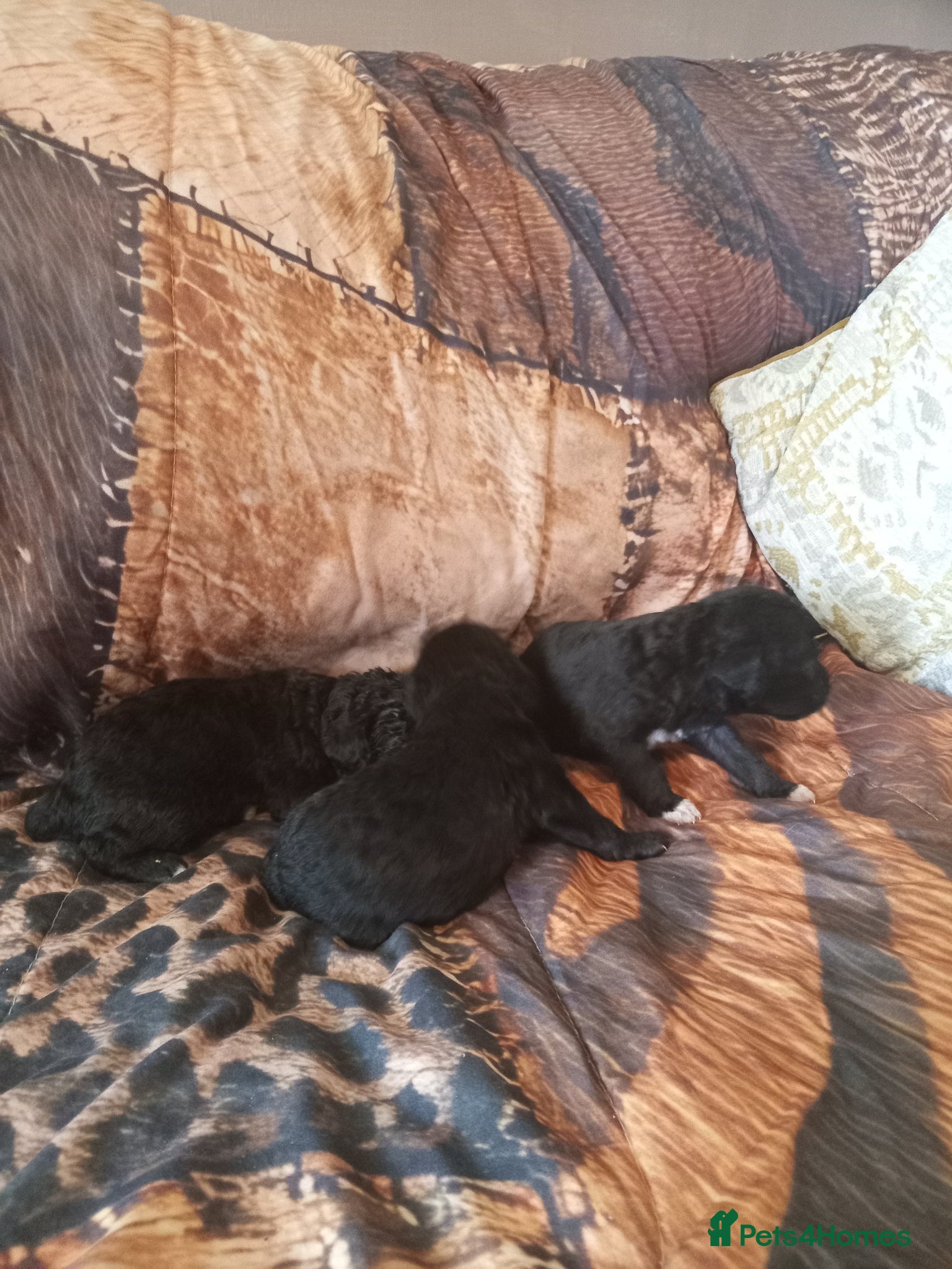 Bedlington Terrier dogs Lovely Bedlington puppies  - Advert 2