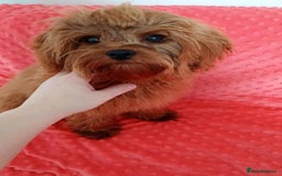 Cavapoo dogs for sale: Absolutely gorgeous toy size cavapoo girl - Image 2