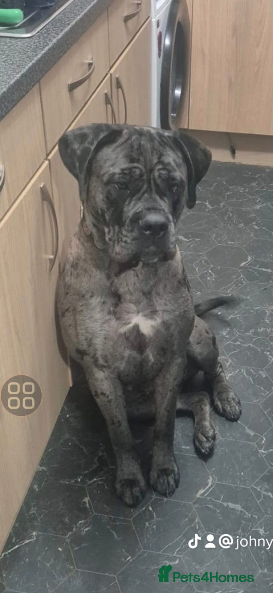 Mastiff dogs Mastiff hybrids  - Advert 1