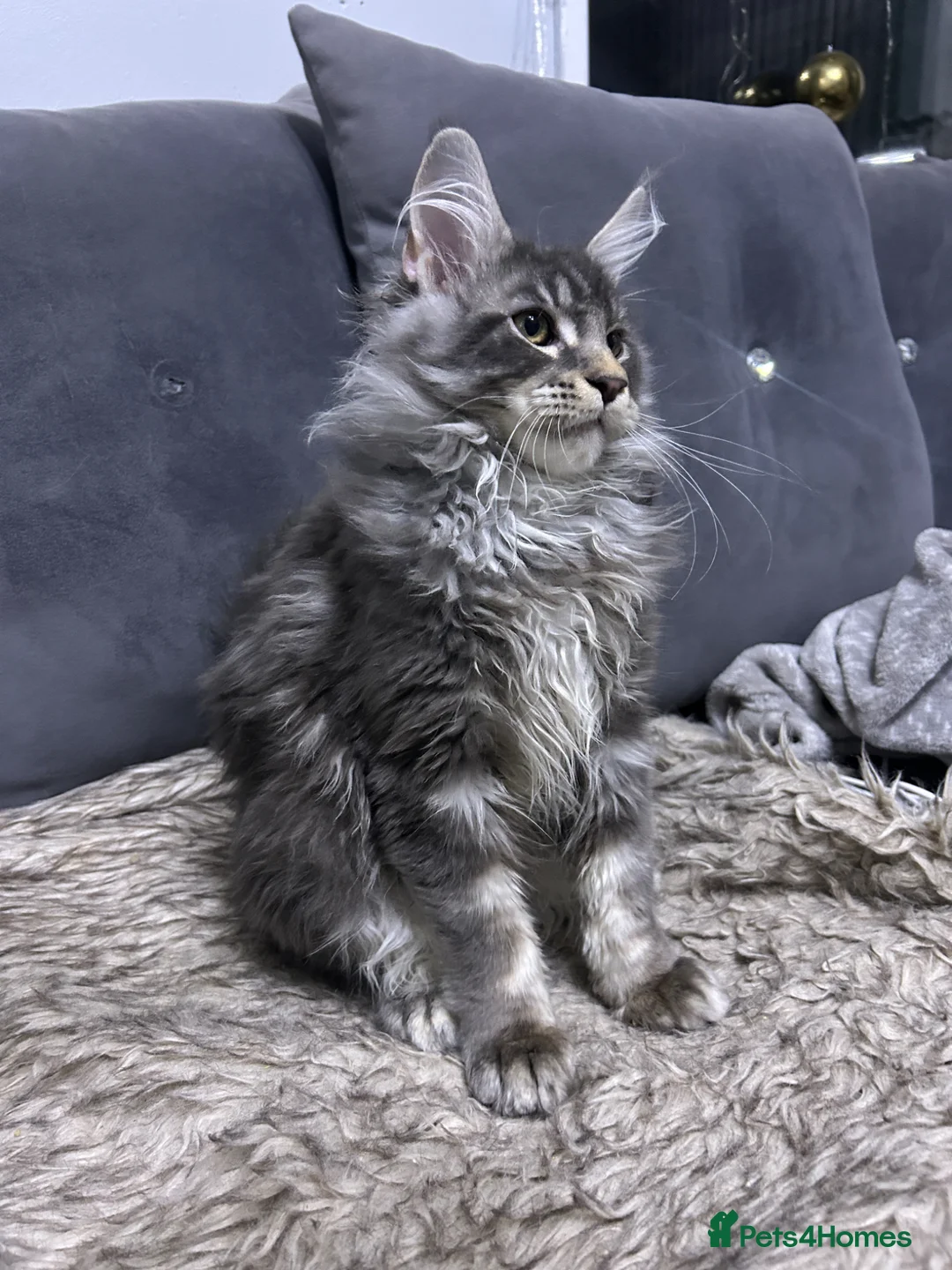 Maine Coon cats for sale: maine coon  - Advert 5