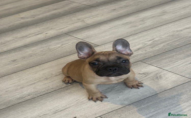 French Bulldog dogs - Advert 1