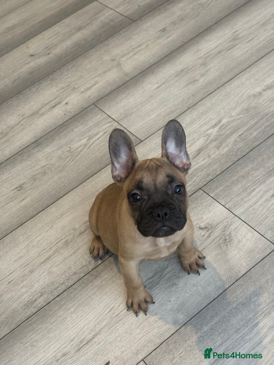 French Bulldog dogs for sale: french bulldog puppy’s  - Advert 1