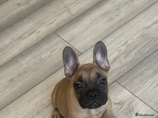 French Bulldog dogs - Advert 7