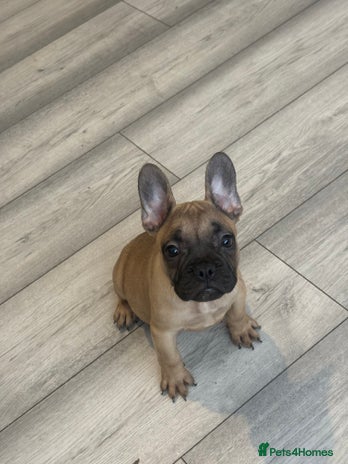 French Bulldog dogs - Advert 1