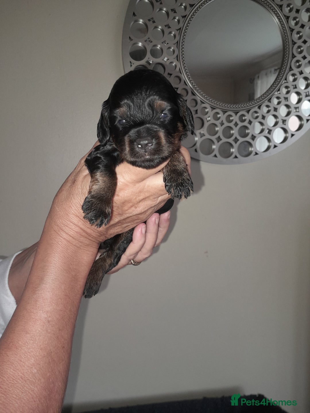 Cockapoo dogs for sale: F1 cockerpoo puppies - Image 2