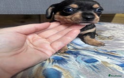 Mixed Breed dogs for sale: Chiweenie puppies  - Image 10