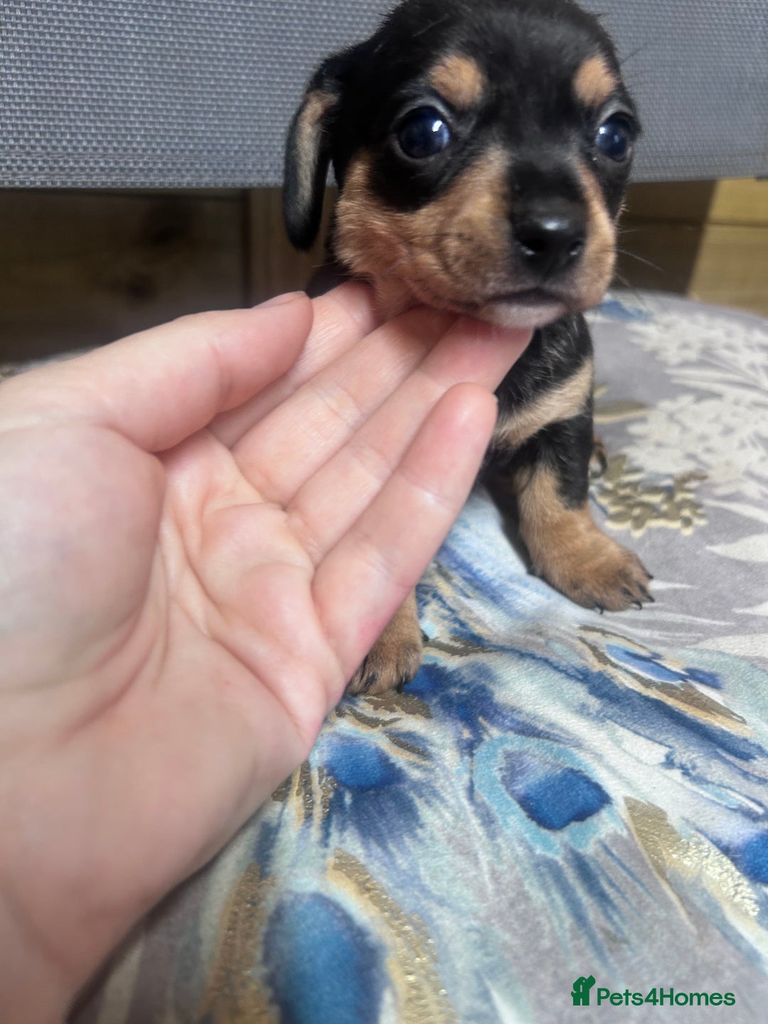Mixed Breed dogs for sale: Chiweenie puppies  - Image 10