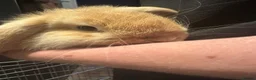 Mini Lop rabbits for sale: Two mini lops  in Dumfries - Advert 4
