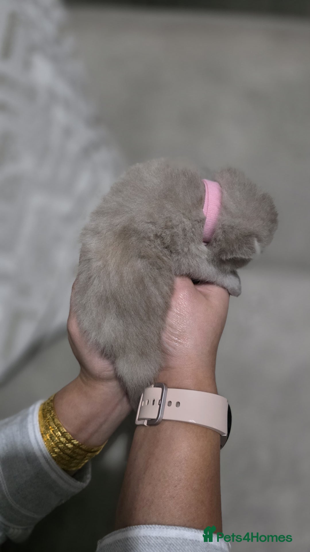 British Shorthair cats for sale: ** LAST ONE LEFT BLUE MALE British Shorthair ** - Advert 31