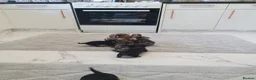 Mixed Breed dogs for sale: For Sale  - Advert 12