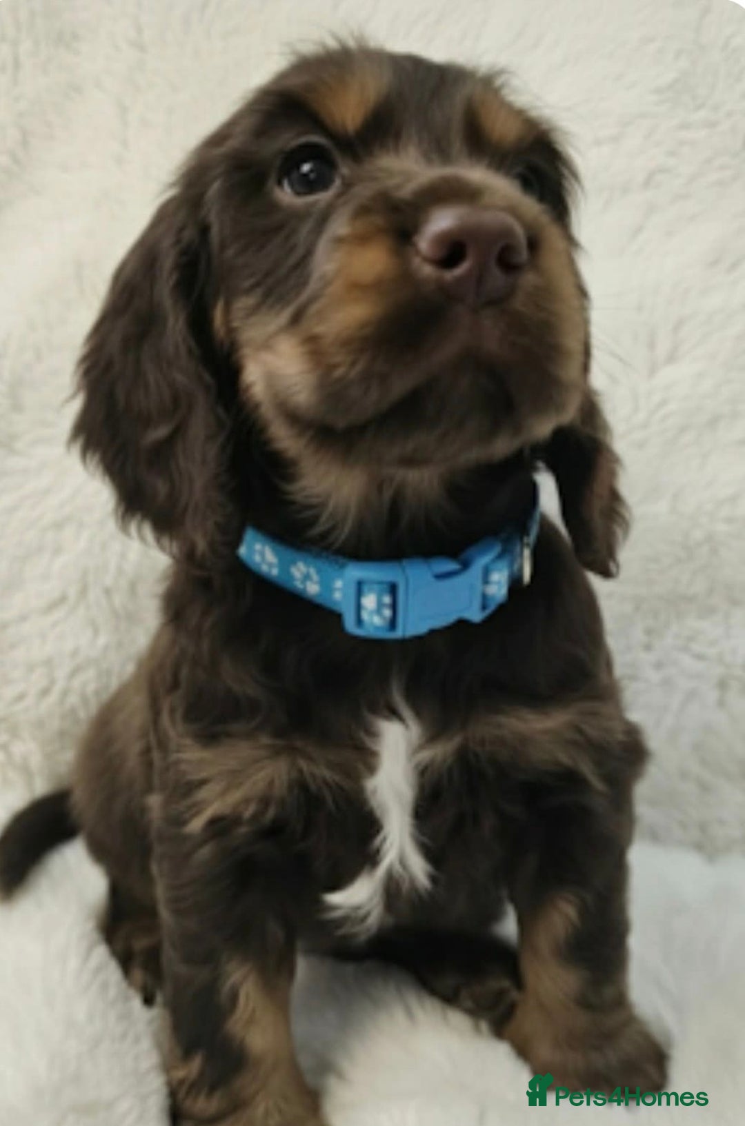 Cocker Spaniel dogs for sale: Litter of gorgeous cocker spaniel puppies  - Advert 26