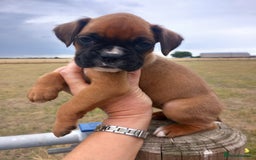 Boxer dogs for sale: Beautiful chunky Boxer puppies - Image 4