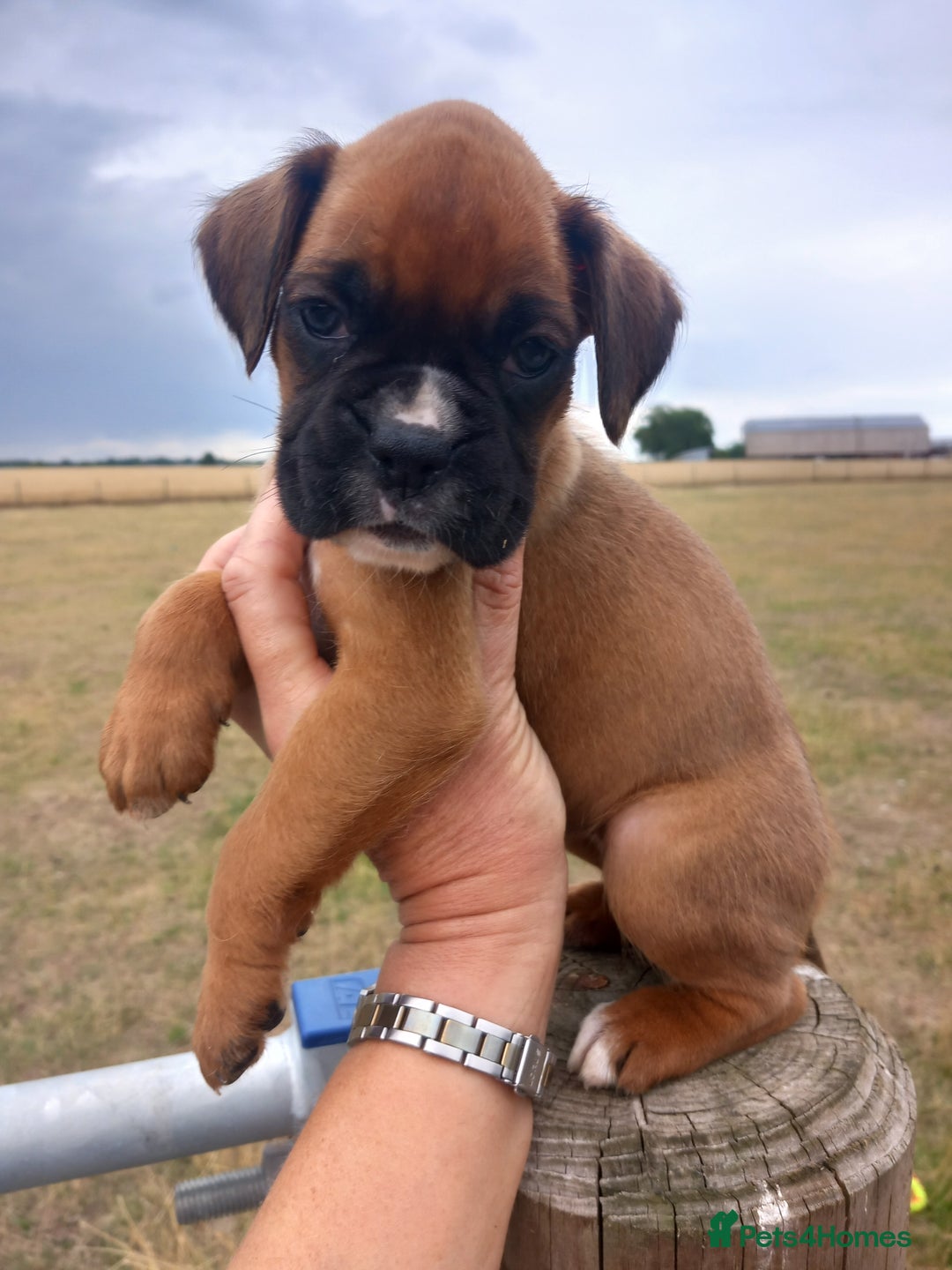 Boxer dogs for sale: Beautiful chunky Boxer puppies - Image 4