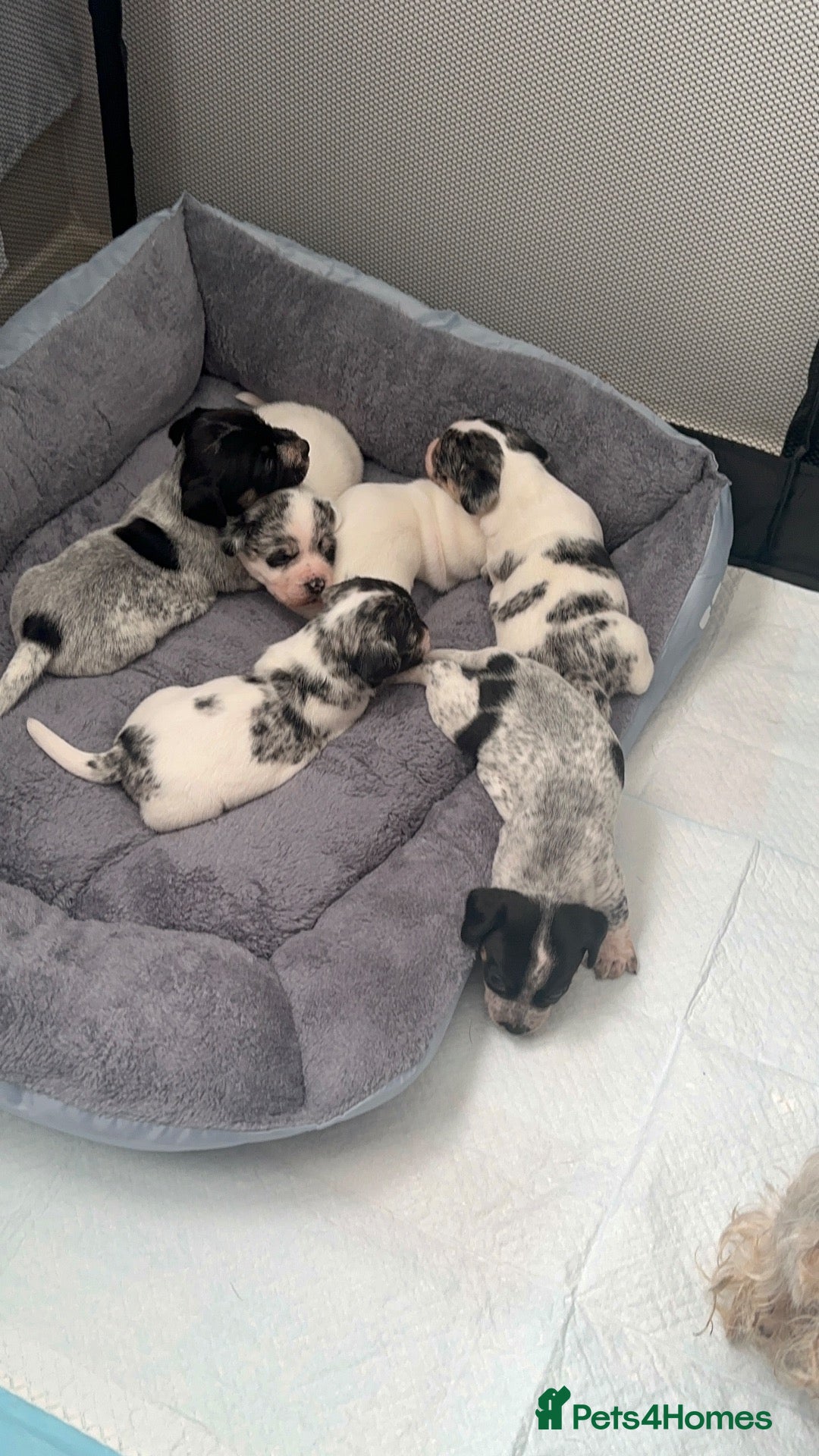 Mixed Breed dogs Sealyham terrier x pups  - Advert 12