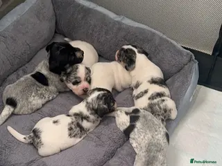 Mixed Breed dogs Sealyham terrier x pups - Advert 12