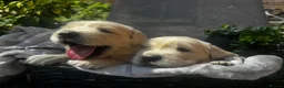 Golden Retriever dogs for sale: 9 exceptional Golden retriever  - Advert 26