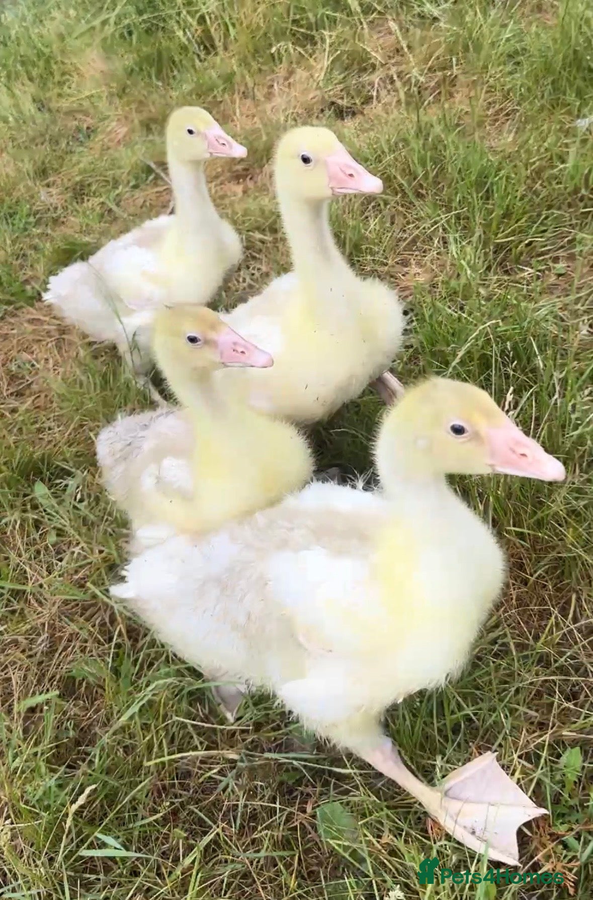 Geese poultry Unsexed Embden Goslings x4 - Advert 1