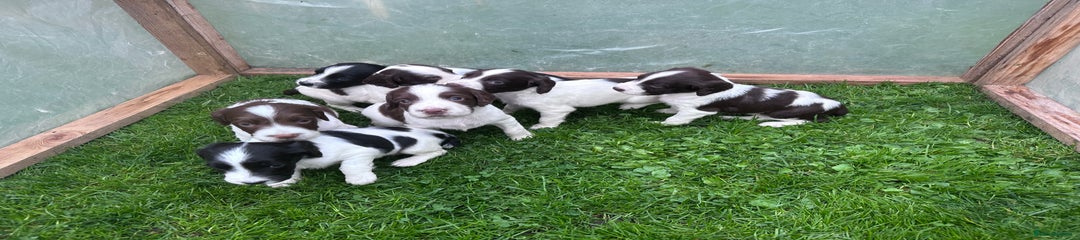 English Springer Spaniel Puppy 1