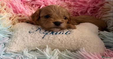 Cavapoo dogs - Advert 3