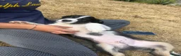 Border Collie dogs for sale: 1 male collie puppy ready to go to new 🏠  in Ludlow - Advert 4