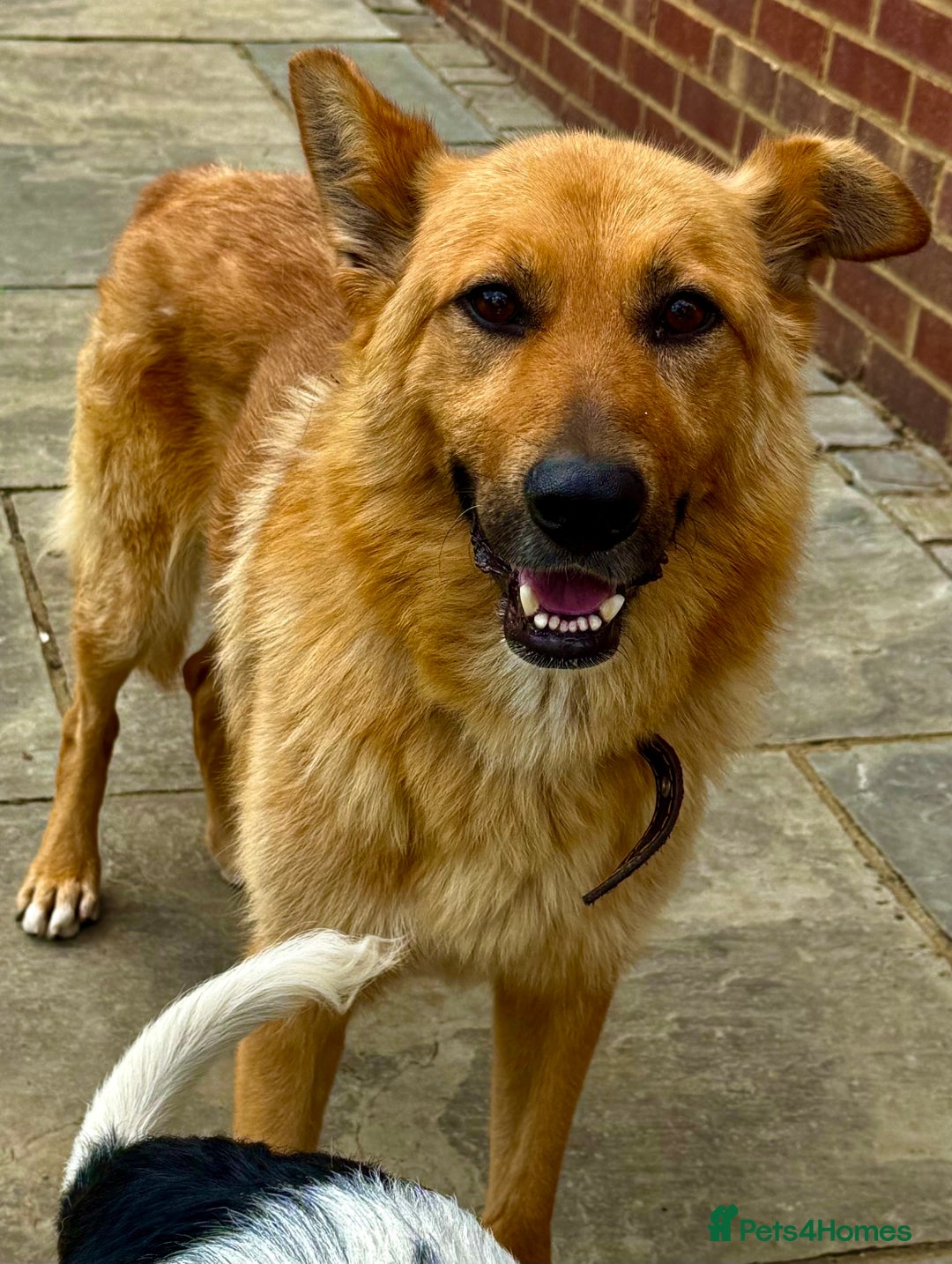 German Shepherd dogs for adoption: Ridgey – The Dog They Left Behind - Image 11
