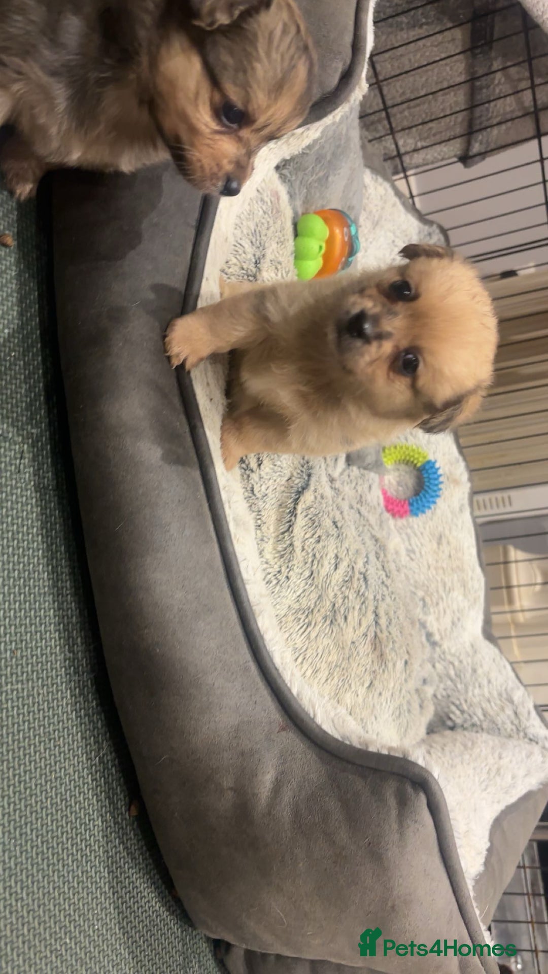 Chihuahua dogs for sale: MERLE CHIHUAHUAS 🐶 2 BOYS 1 GIRL STILL AVAILABLE - Advert 30