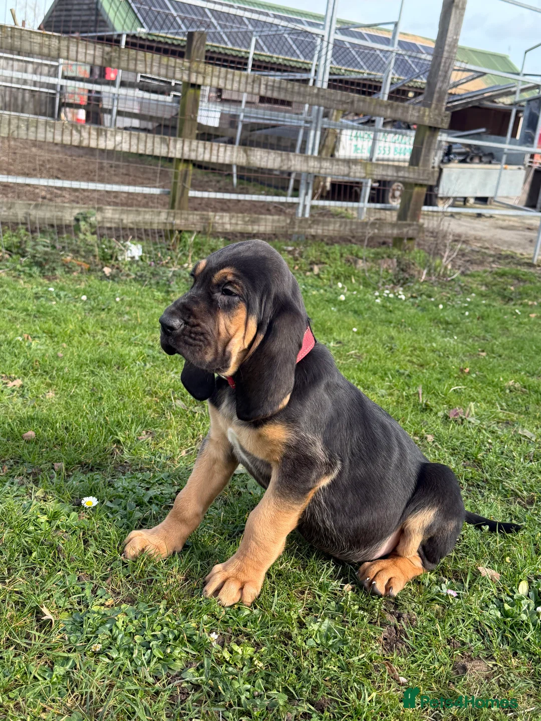 Bloodhound dogs for sale: Bloodhound puppies  - Advert 12