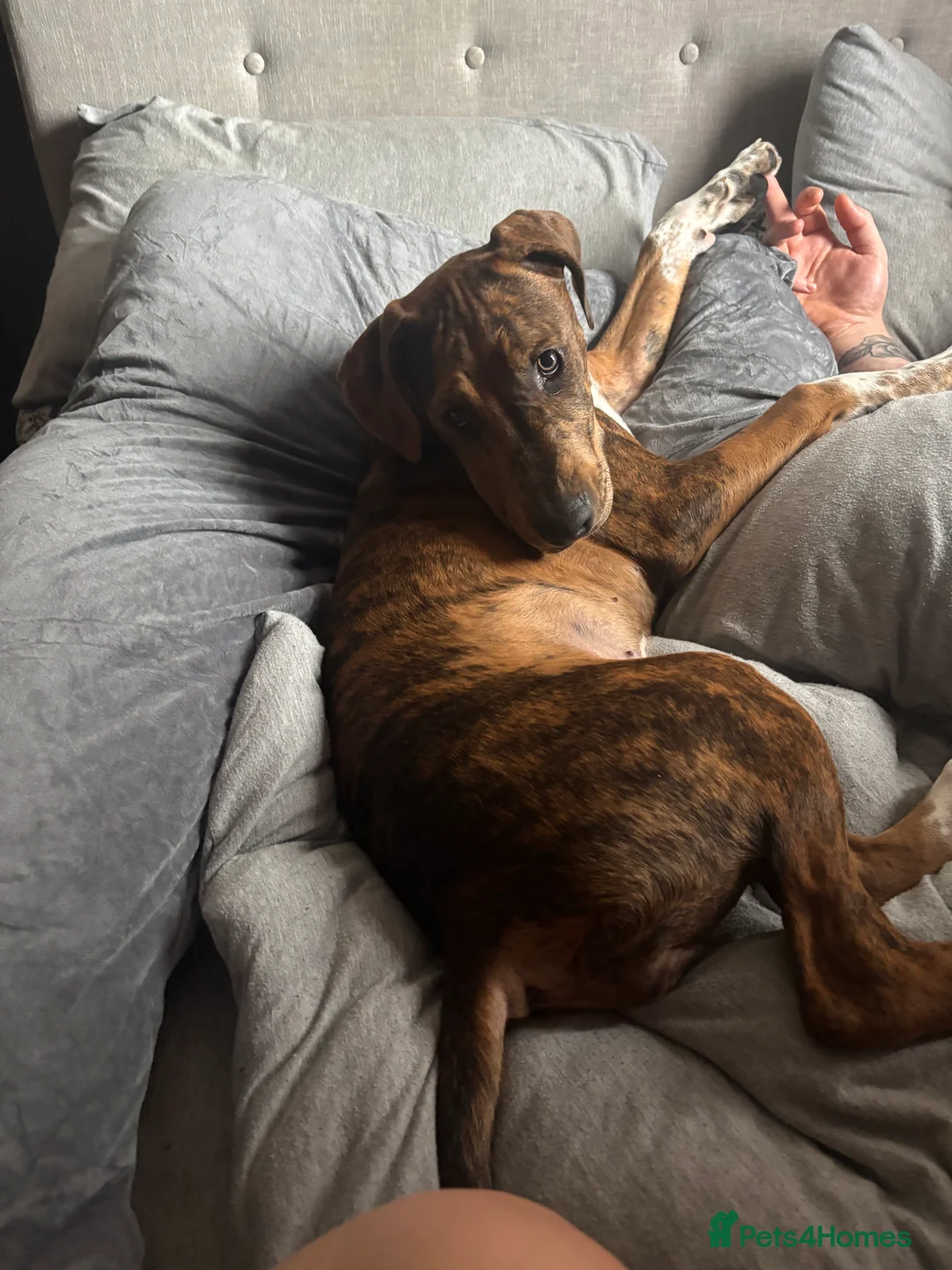 Mixed Breed dogs for sale: Fraya - Advert 4