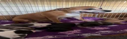 Staffordshire Bull Terrier dogs for sale: Exceptional litter of Staffie puppies - Advert 8