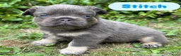 French Bulldog dogs for sale: KC Fluffy French Bulldogs  in Horsham - Advert 30