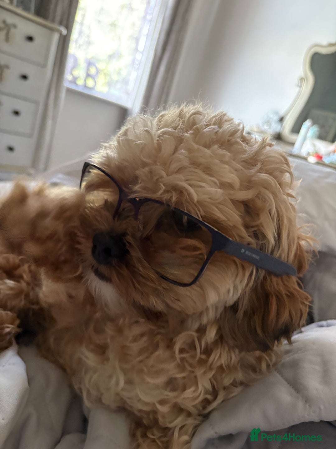 Shihpoo dogs for stud: FOR STUD IMPERIAL SHIHPOO TEDDY DOG  - Image 2