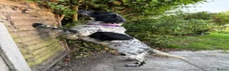 English Setter dogs for adoption: Zeus  - Advert 3