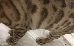 Bengal cats for sale: Now taking deposits for December and February  - Image 3