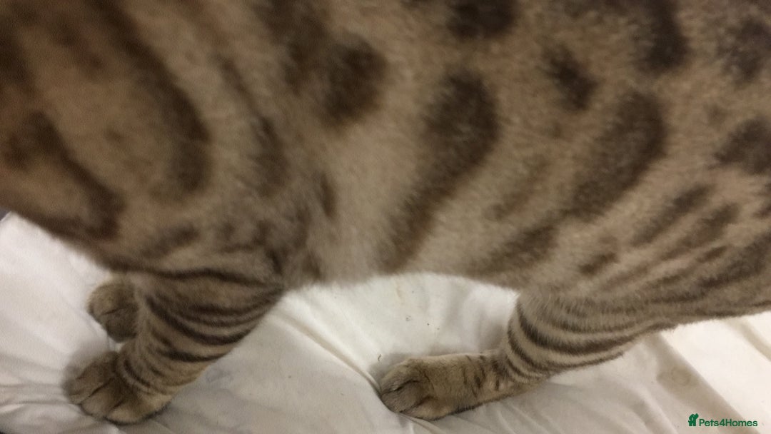 Bengal cats for sale: Now taking deposits for December and February  - Image 3