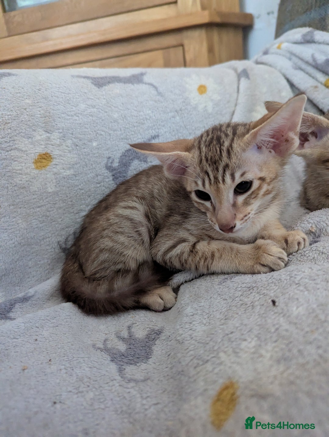 Oriental cats for sale: Stunning chocolate spotty girl - Image 3