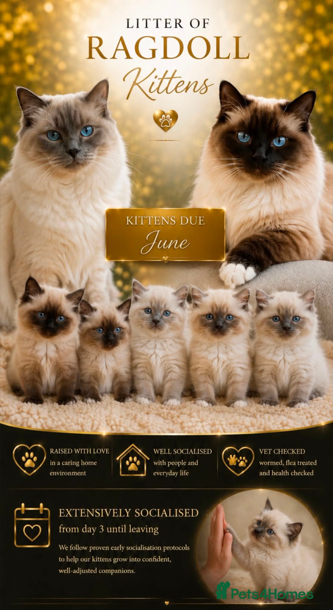 Ragdoll cats Ragdoll kittens  - Advert 1