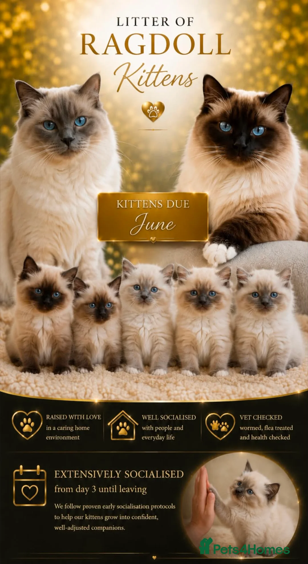 Ragdoll cats for sale: Ragdoll kittens  - Advert 1