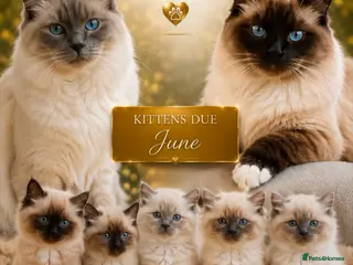 Ragdoll cats Ragdoll kittens - Advert 1