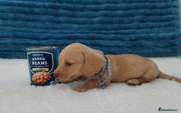 Miniature Dachshund dogs for sale: MINI DACHSHUND CREAM PRA CLEAR - Image 29