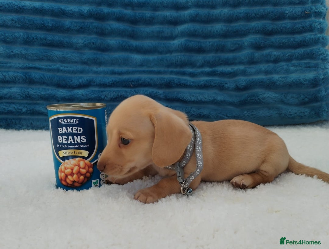 Miniature Dachshund dogs for sale: MINI DACHSHUND CREAM PRA CLEAR - Image 29