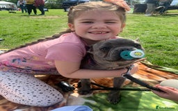 French Bulldog dogs for sale: Blue female French bulldog 2years old - Image 7
