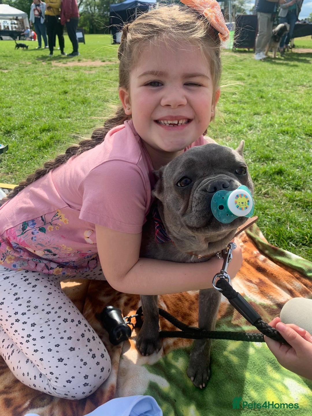 French Bulldog dogs for sale: Blue female French bulldog 2years old - Image 7