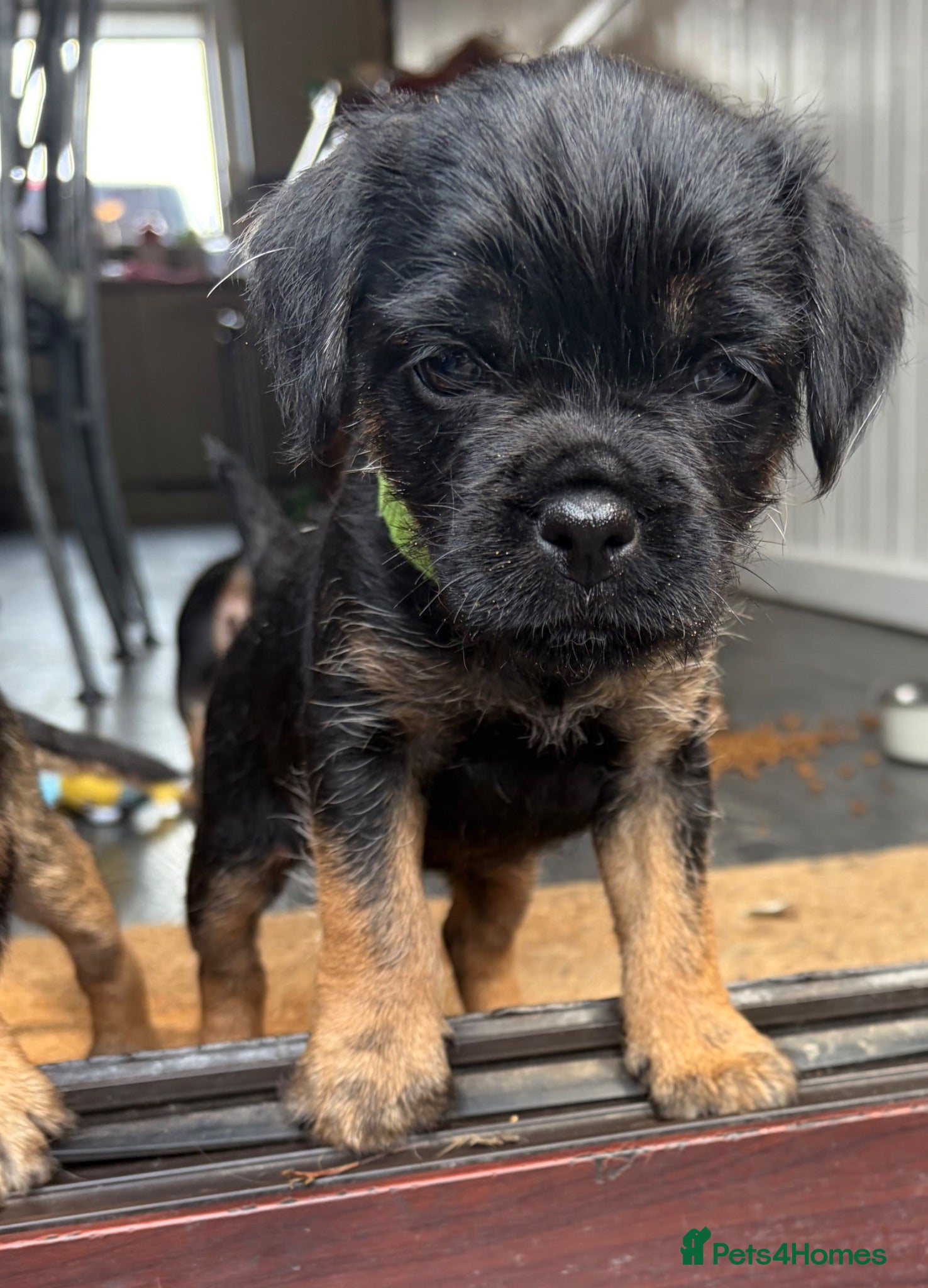 Border Terrier dogs Last Blue & Tan KC Border Terrier Pup READY NOW - Advert 5